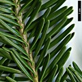 SpeciesSub: subsp. yulongxueshanensis